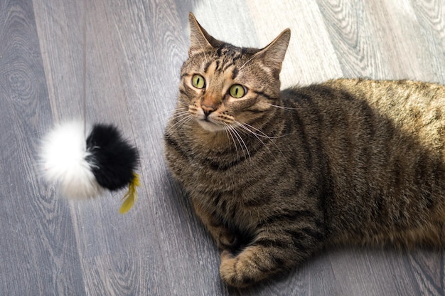 Closeup portrait of a surprised cat with a toy