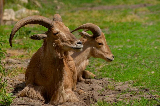 Closeup portrait of tahr wild goat the kind of asian artiodactyla that ungulates wild mouflon on a