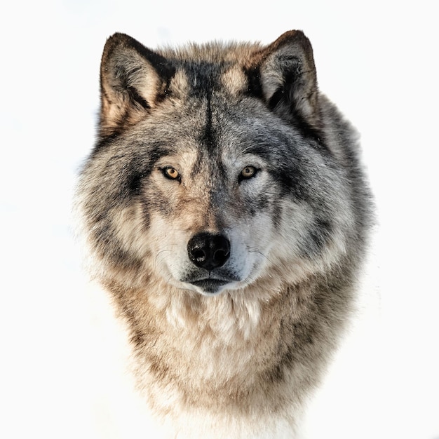 closeup portrait of a timber wolf on a white background