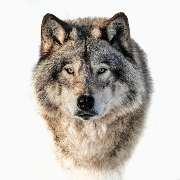 Photo closeup portrait of a timber wolf on a white background