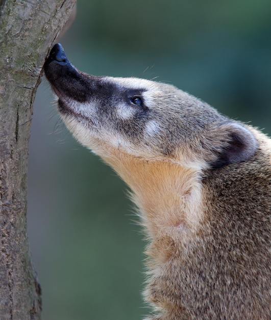 Крупный портрет очень милого белого носа Coati Nasua narica aka Pizote или Antoon Дневной всеядный млекопитающий xAxA