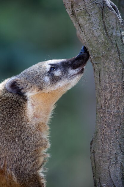 Крупный портрет очень милого белого носа Coati Nasua narica aka Pizote или Antoon Дневной всеядный млекопитающий xAxA