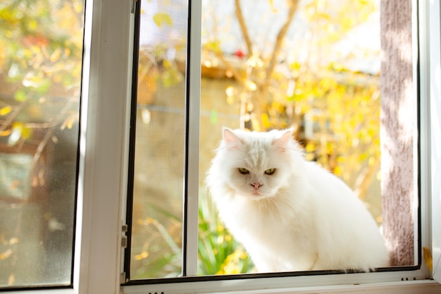 Closeup portrait of white furry cat with beautiful green eyes