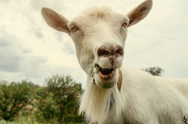 Closeup portrait of a white goat in the village on pasture on a background of the sky