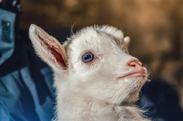 Closeup portrait of white goat