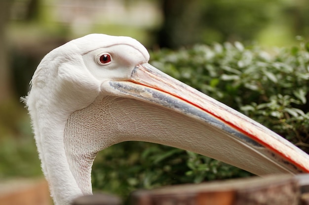 Closeup portrait of a white pelican with a red eye