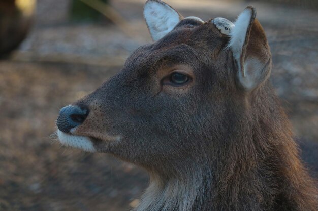 Closeup of a portrait of a wild deer in the forest