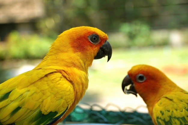 Closeup portrait of yellow lovebird parrot with blurred eating bird nearby in green garden