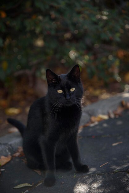 Closeup portrait of young cat playing with kid