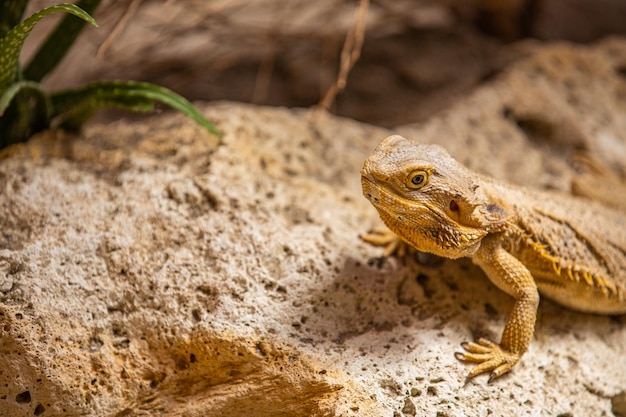 Closeup portret draak hagedis reptiel. Hagedis ontspannen op stenen onder natuurlijk licht