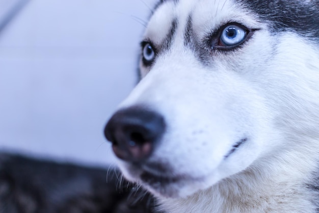 Closeup portret schattig blauwogige Siberische husky hond