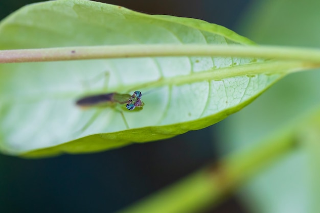 Foto closeup portret van bruine vrouwelijke europese praying mantis in natuurlijke habitat mantis religiosa camera kijken en zit op ficus carica blad natuur concept zachte selectieve aandacht