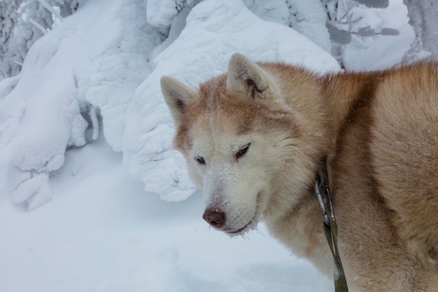 Closeup portret van schattige Siberische husky hond op de sneeuw in de Karpaten, Oekraïne?