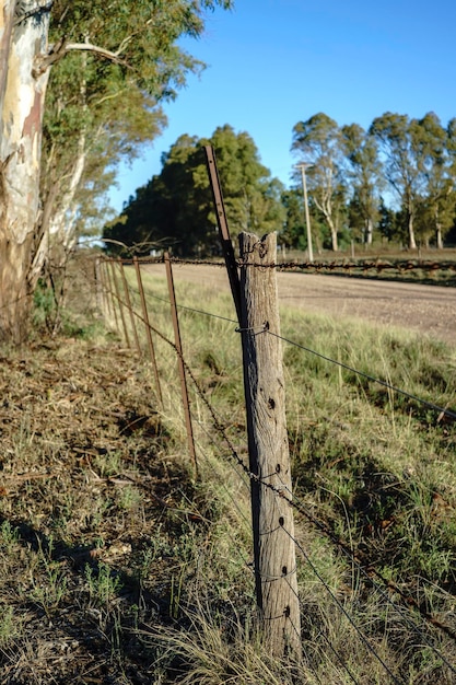 Closeup of a post supporting a barbed wire fence on a rural\
road surrounded by eucalyptus trees vertical orientation