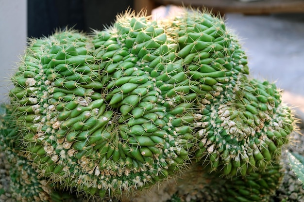 근접 촬영 화분에 심은 Mammillaria Elongata Cristata 또는 뇌 선인장