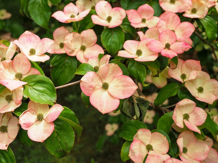 Photo closeup of the pretty pink flowers of dogwood cornus kousa variety miss satomi
