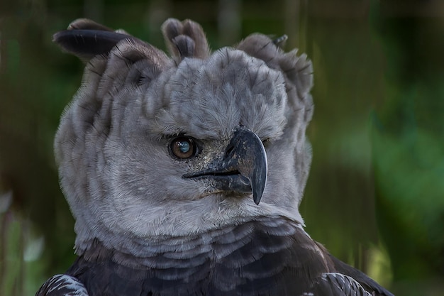 Closeup profile portrait of a harpy eagle