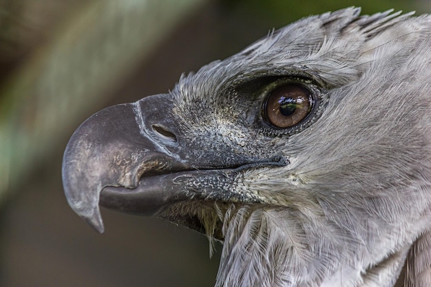 Foto ritratto di profilo del primo piano di un'aquila arpia