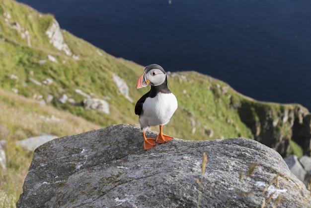 A closeup of a puffin on the coast