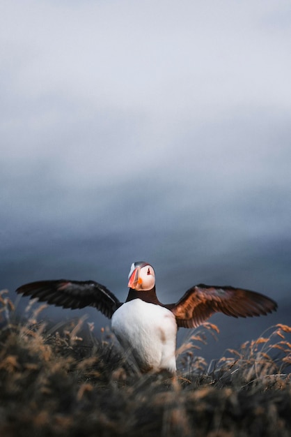 Closeup of a puffin with fish in its beak