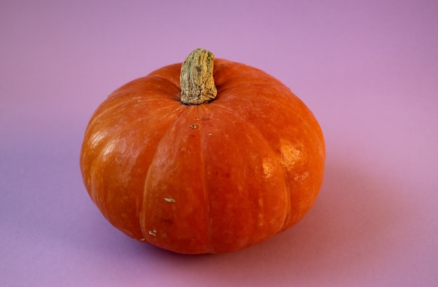 closeup of pumpkin isolated on lilac  background studio shot