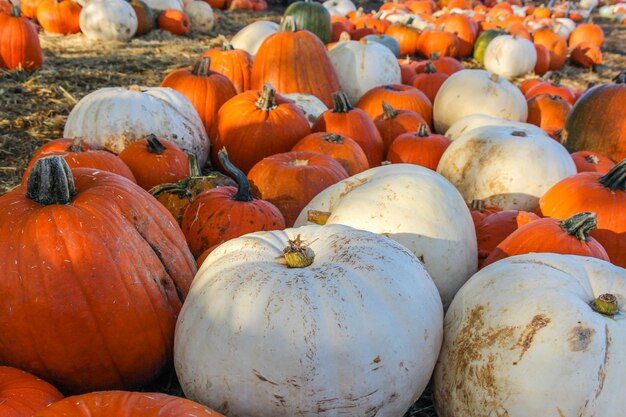 Closeup of pumpkin patch, harvest season, fresh orange pumpkins on a farm field