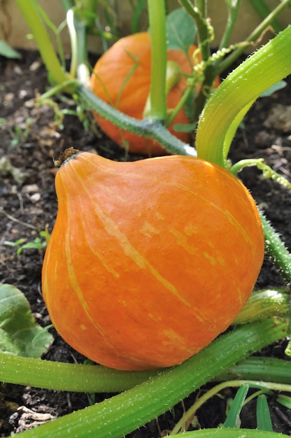 Closeup on a pumpkin