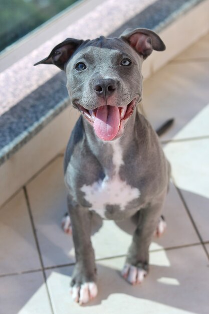 Closeup of a puppy pit bull dog at home.