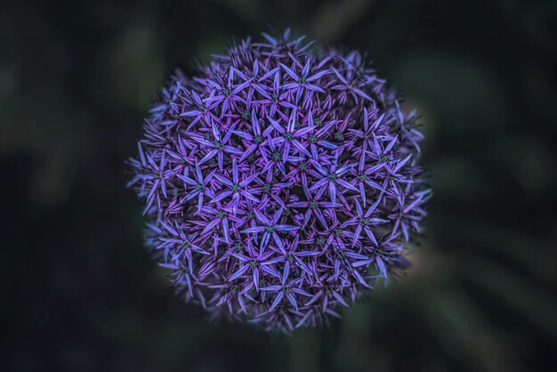 Closeup of purple allium flower