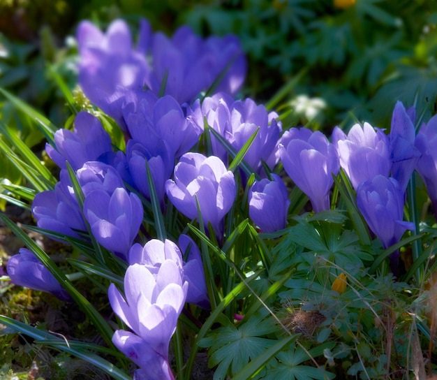 春の間に庭の外で育つ紫色のクロッカスの花のクローズアップ裏庭と自然に咲く季節の新鮮な植物のグループにズームイン朝の日差しの中で小さな開花植物