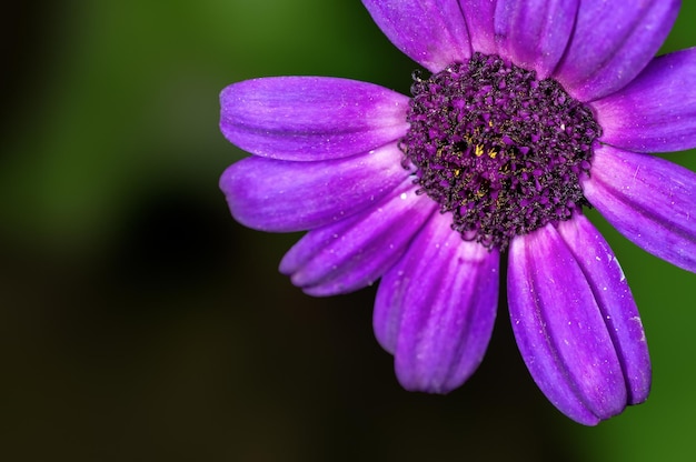 Closeup of purple flower