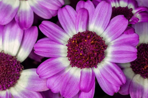 紫色の花のクローズアップ