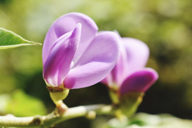 Closeup of Purple flower