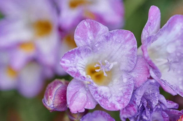 紫色のフリージアの花のおしべと雨滴のクローズアップ