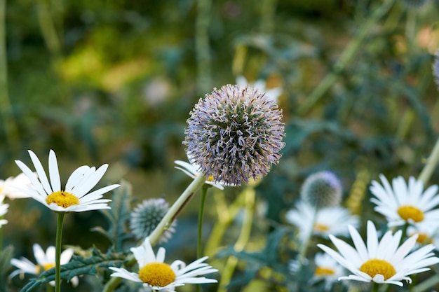 Closeup of a purple globe thistle flower with daisies in a garden Beautiful outdoor echinops perennial flowering plant with a green stem and leaves growing outdoor in a park or backyard