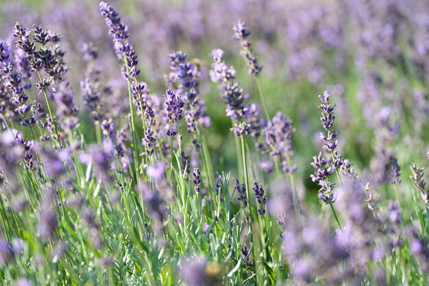 Closeup of purple lavender flowers in garden