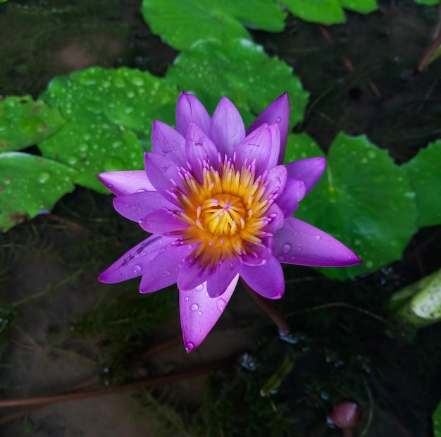 Closeup of a purple lotus flower in a decorative pond