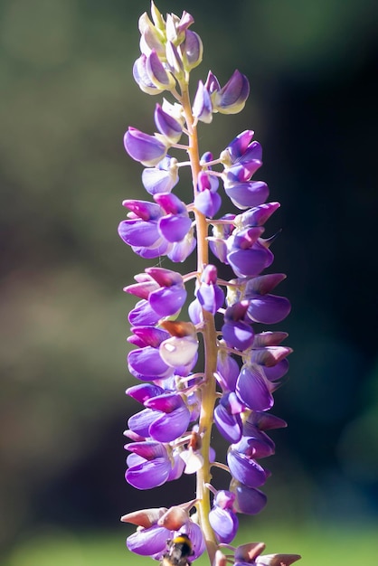 Closeup of purple lupine in sunbeams