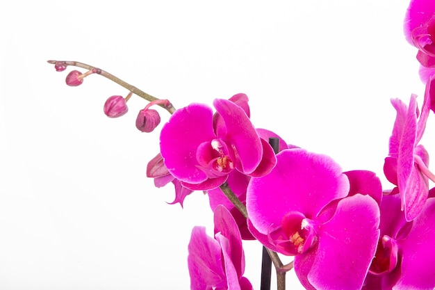 Foto primo piano del fiore viola dell'orchidea su fondo isolato