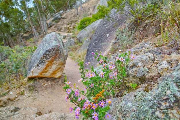 Крупный план фиолетовых и розовых цветов Fynbos, растущих на скалистом горном ландшафте с копией пространства. Растения, эксклюзивные для Cape Floral Kingdom Кусты вдоль пешеходной тропы на Столовой горе в Южной Африке