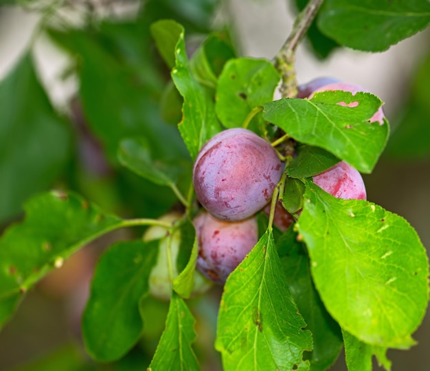 家の庭の緑の梅の木の枝に生えている紫色の梅のクローズアップ裏庭の活気に満ちた茎からぶら下がっている健康的な甘い果物のグループのテクスチャの詳細デザートに使用されるピットフルーツ