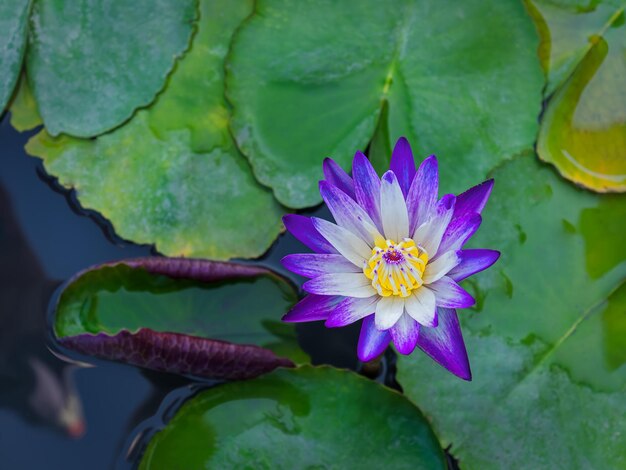 Photo closeup purple and white waterlily