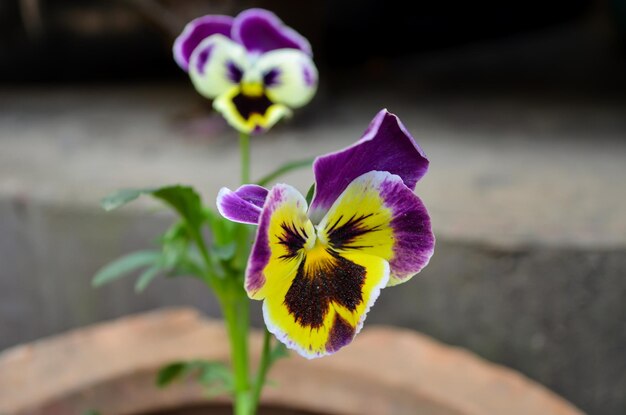 Closeup of a purple and yellow pansy flower, also known as viola x wittrockiana or viola tricolor, derived from melanium, the pansies. Cat faced wildflower, commonly known as heartsease flower in asia