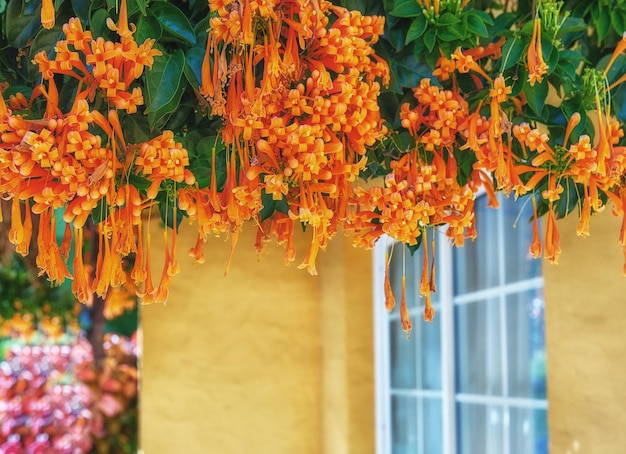 緑の木から咲き、ぶら下がっているカエンカズラの花のクローズアップサンタクルスデラパルマスペインからの繊細な新鮮な炎の植物裏庭の活気に満ちた熱帯園芸