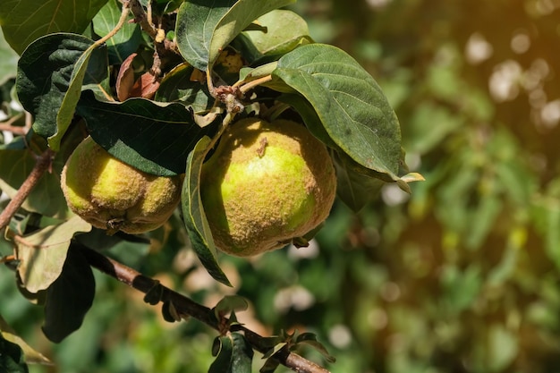 Closeup of quince fruits on branches