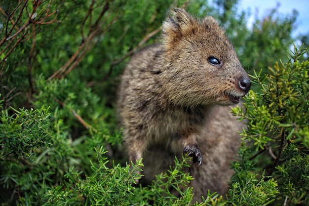 Closeup of a Quokka between green bushes.