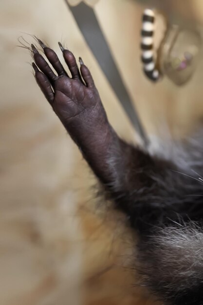 Closeup of a raccoons paw