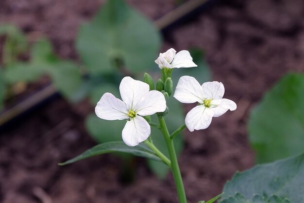 クローズ アップ大根植物と白い花大根の花