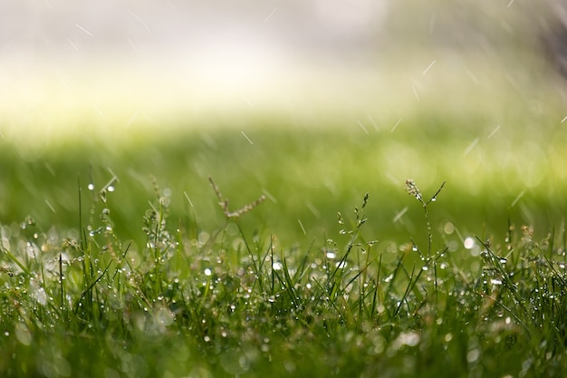 Photo closeup of rain droplets falling down on green grass in summer.