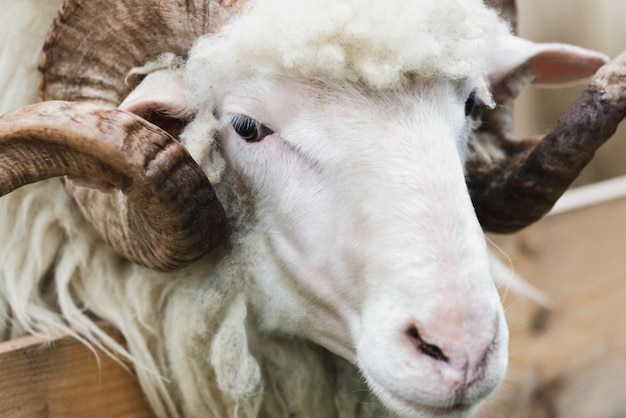 Closeup of a ram's head with a large horn in the farm yard